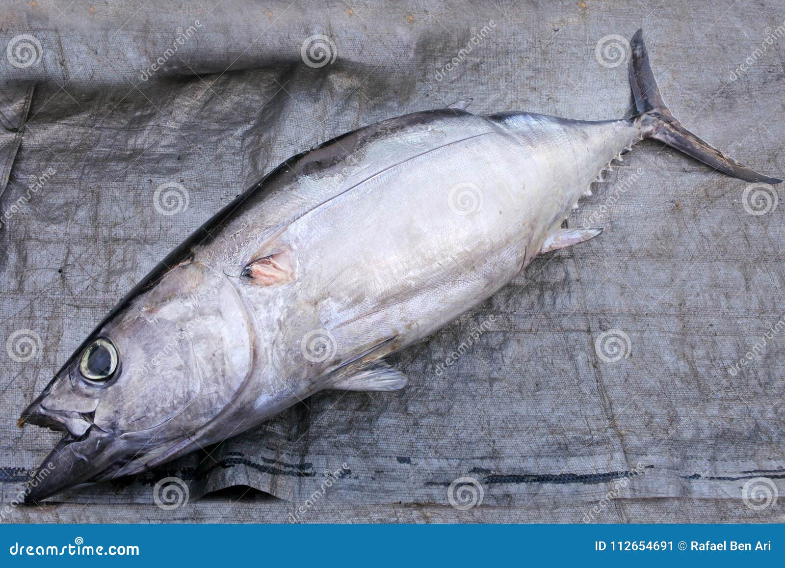 one freah tuna fish for sale in a fishermen food market in raro