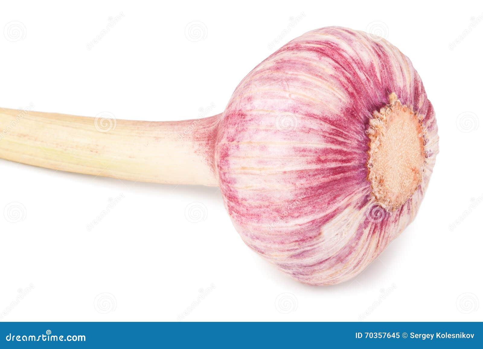 One Fresh Garlic Head Isolated On White Background Stock Image Image