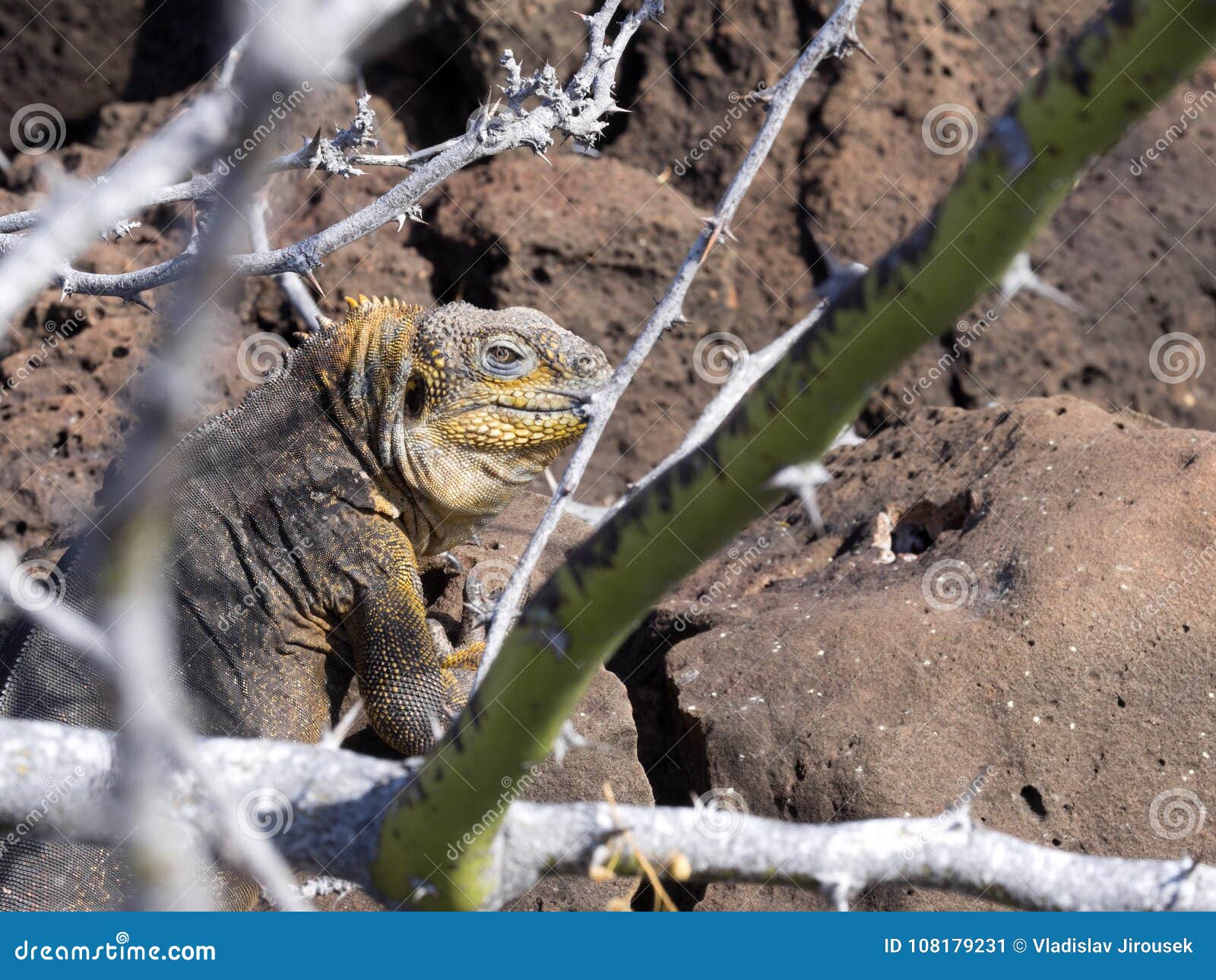 galapagos land iguana, conolophus subcristatus, is hidden in lava stones, baltra island, galapagos