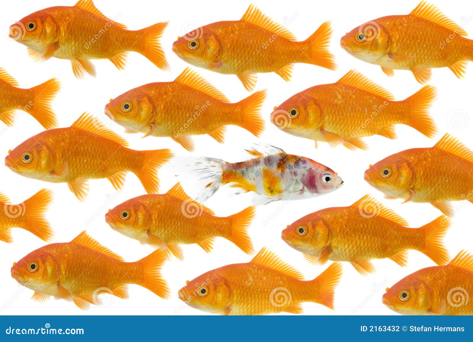 one goldfish being different