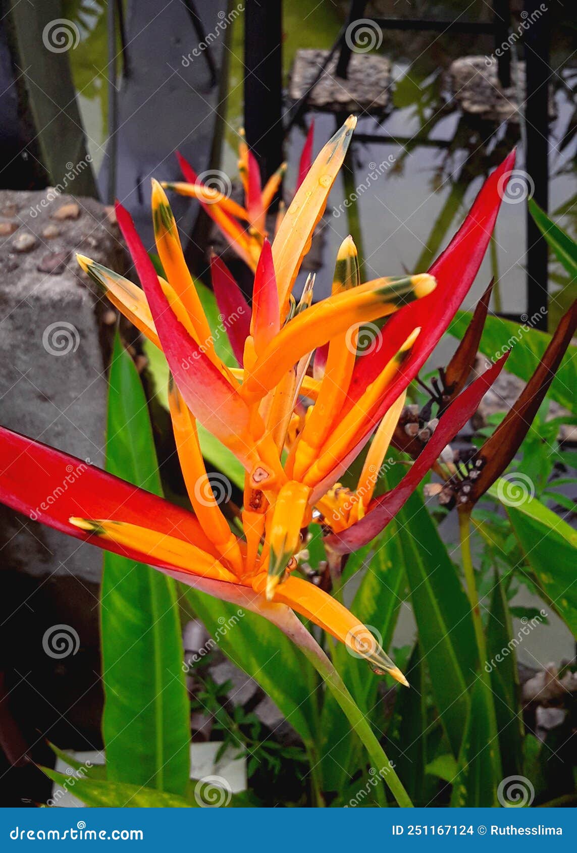 one graden with many colores