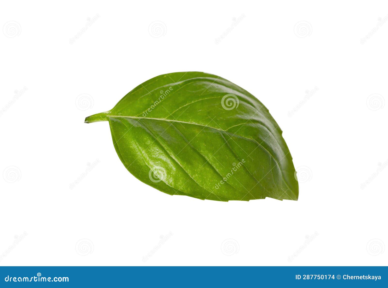 One Green Basil Leaf Isolated on White Stock Photo Image of culinary