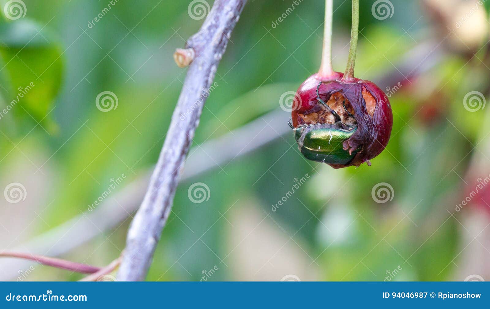 One Green Fruit Beetles Eating a Cherry. Stock Image Image of cotinis