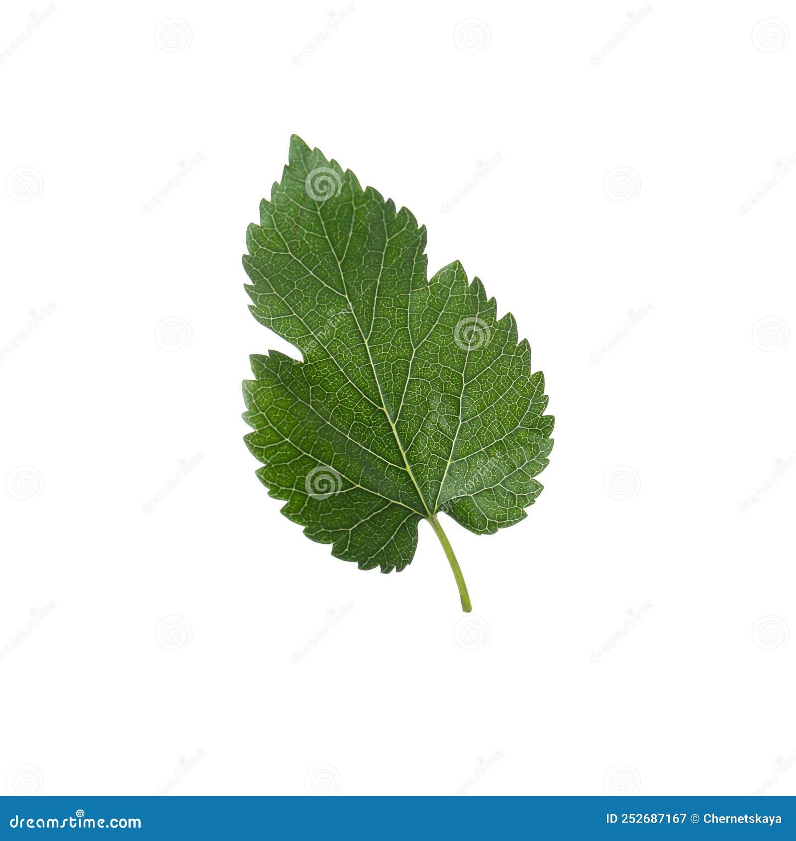 One Green Leaf of Mulberry Tree on White Background Stock Image Image