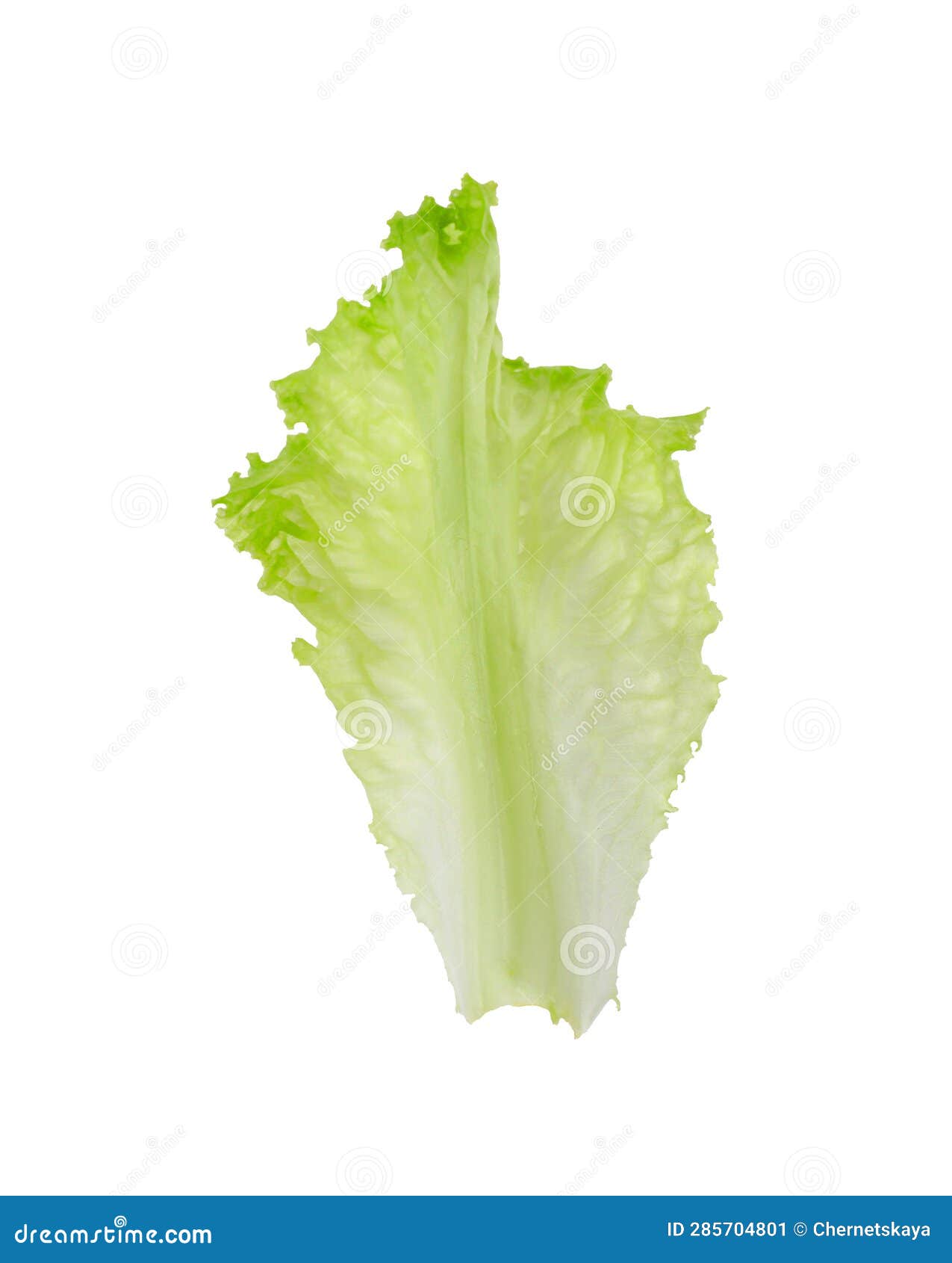 One Green Lettuce Leaf Isolated on White. Salad Greens Stock Image