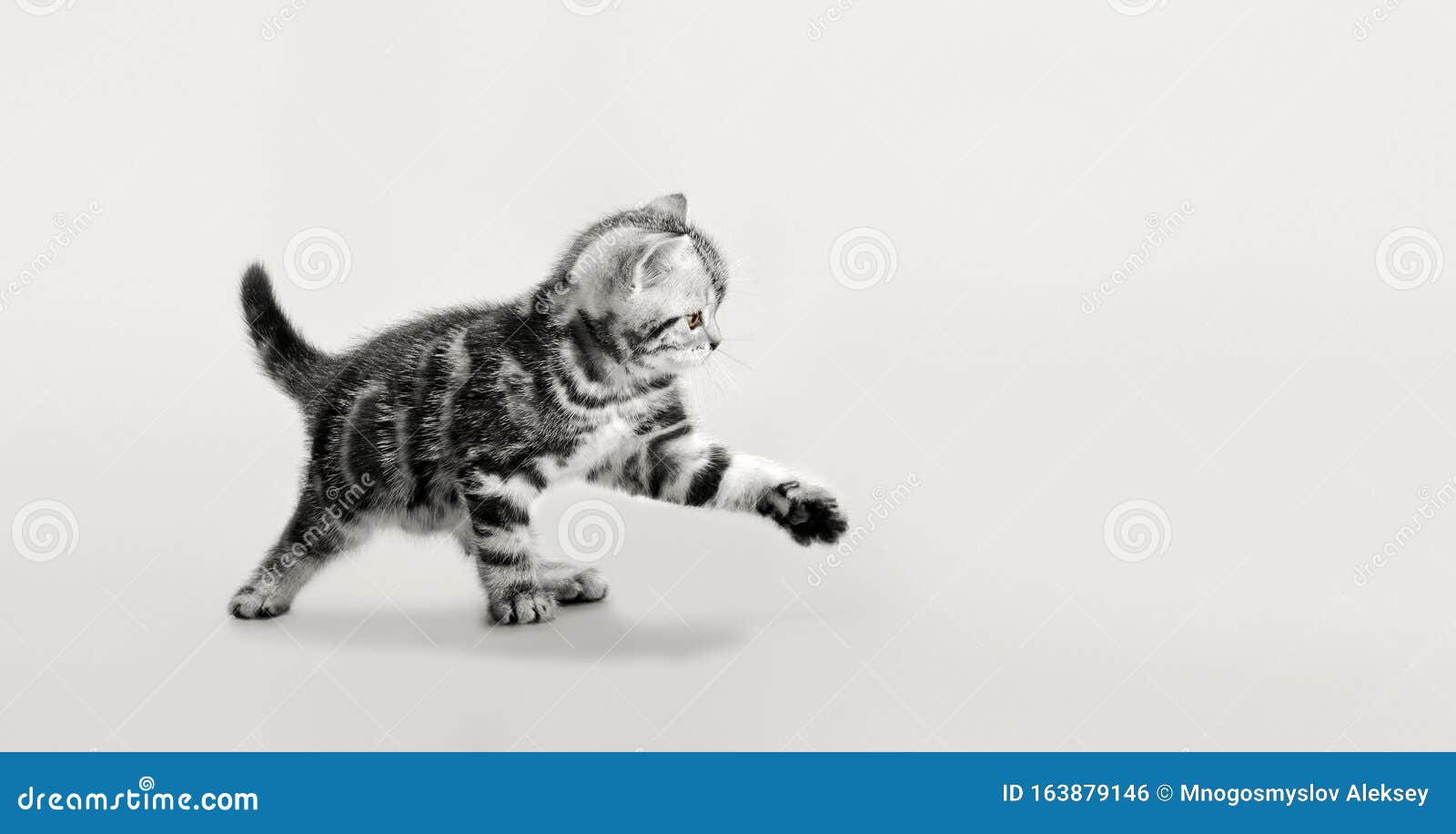one grey stripy beautiful little kitten