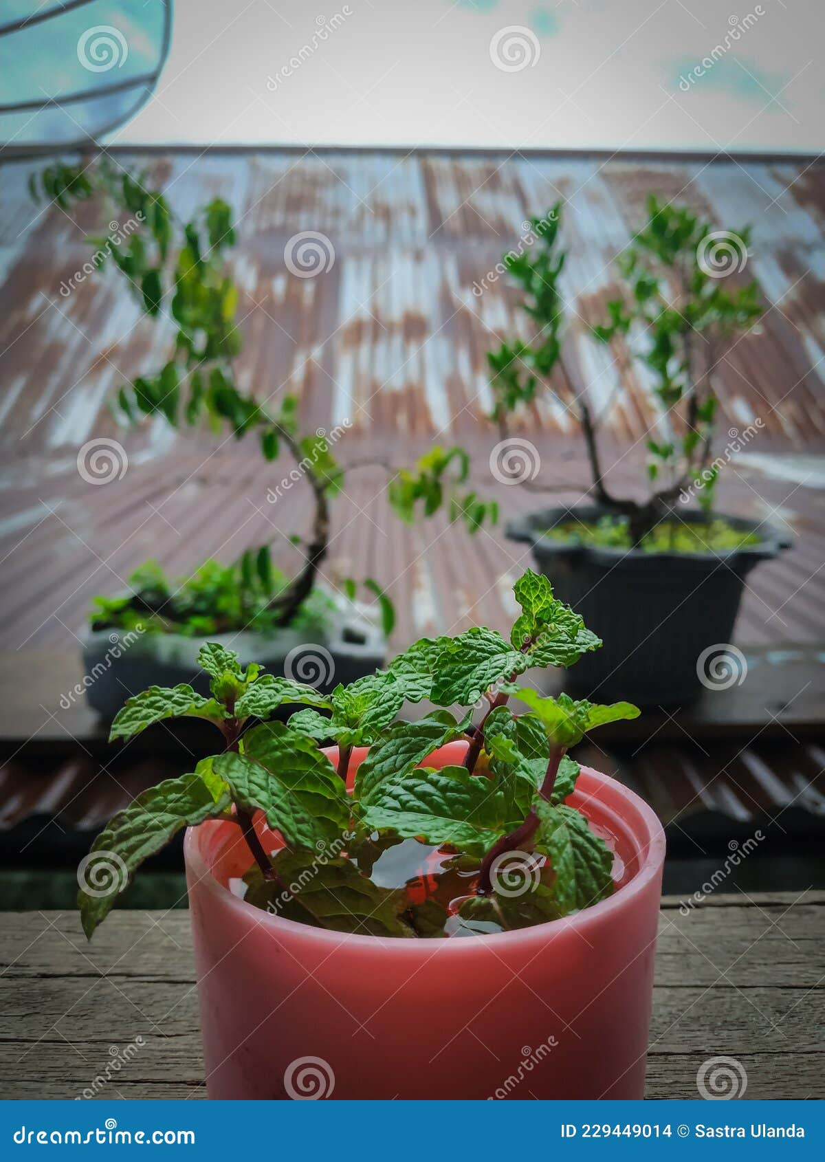 One of the Growing Media for Water Mint Leaves Stock Photo Image of