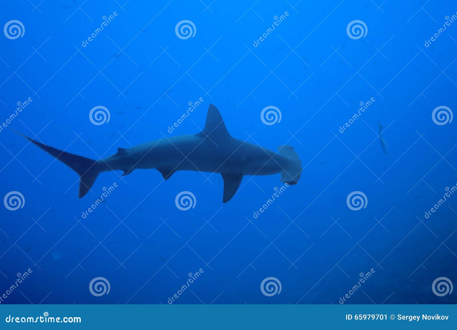 One Hammerhead Shark View from Above in Nature Stock Image Image of animal, awesome 65979701
