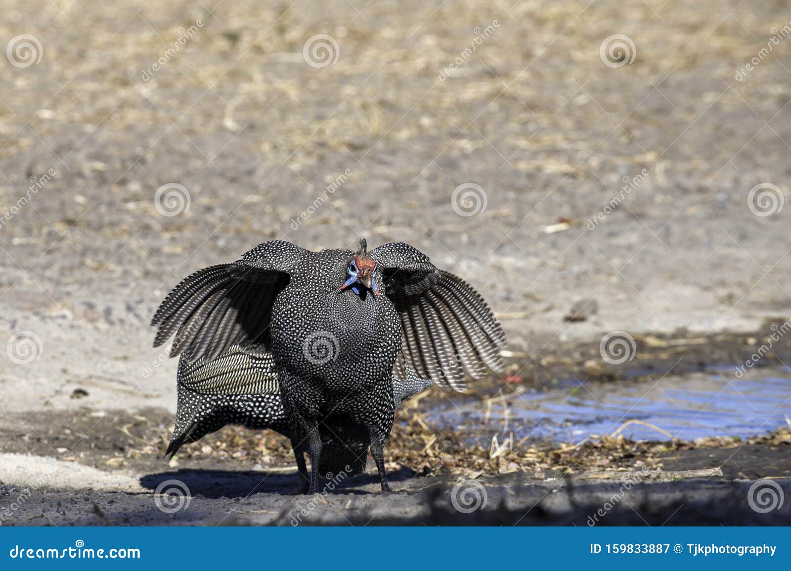 one helmeted guinea fowl ner water in south africa
