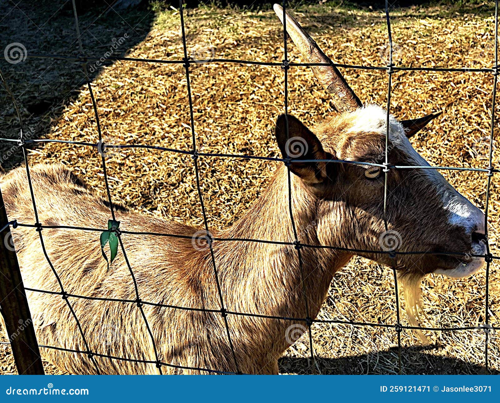 One horn goat stock image. Image of captivity, people 259121471