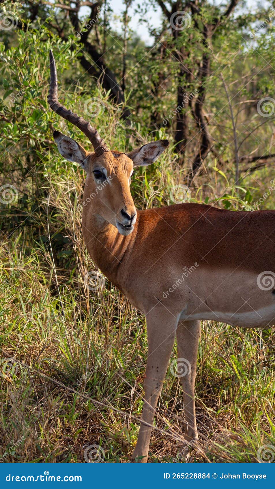 One horn stock photo. Image of herd, grassland, pasture 265228884