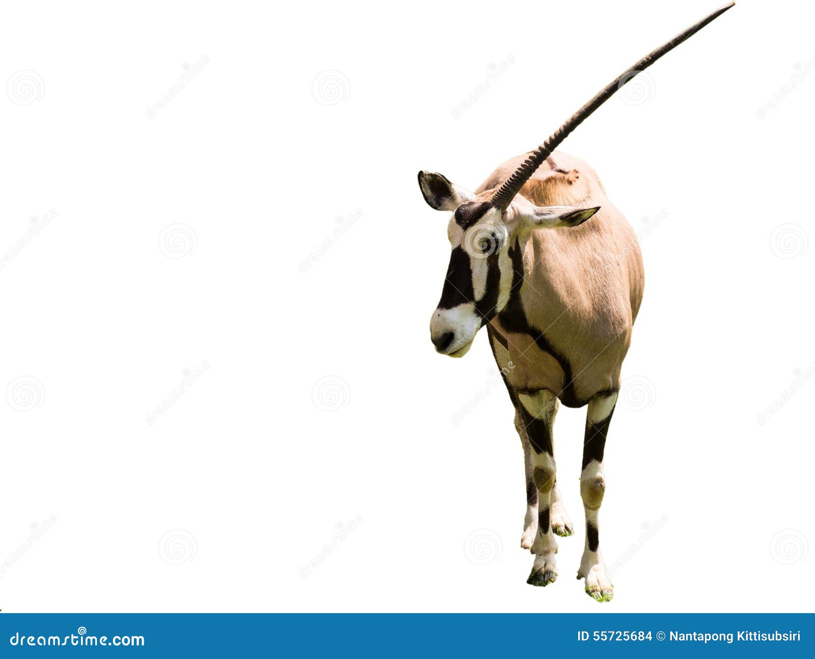 Onehorn oryx stock photo. Image of conservation, animal 55725684