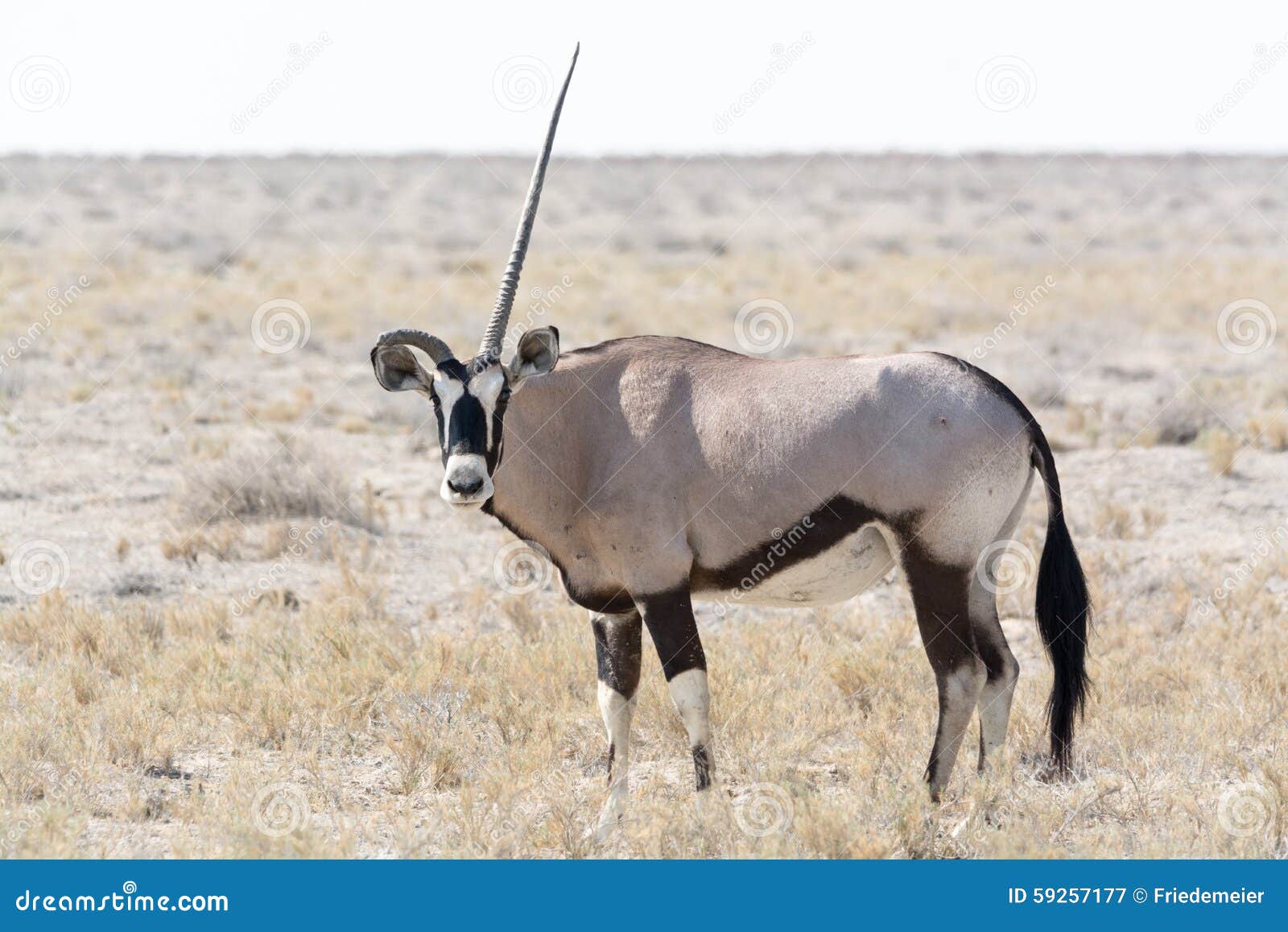 One horned Oryx stock image. Image of wide, namibia, antilope - 59257177