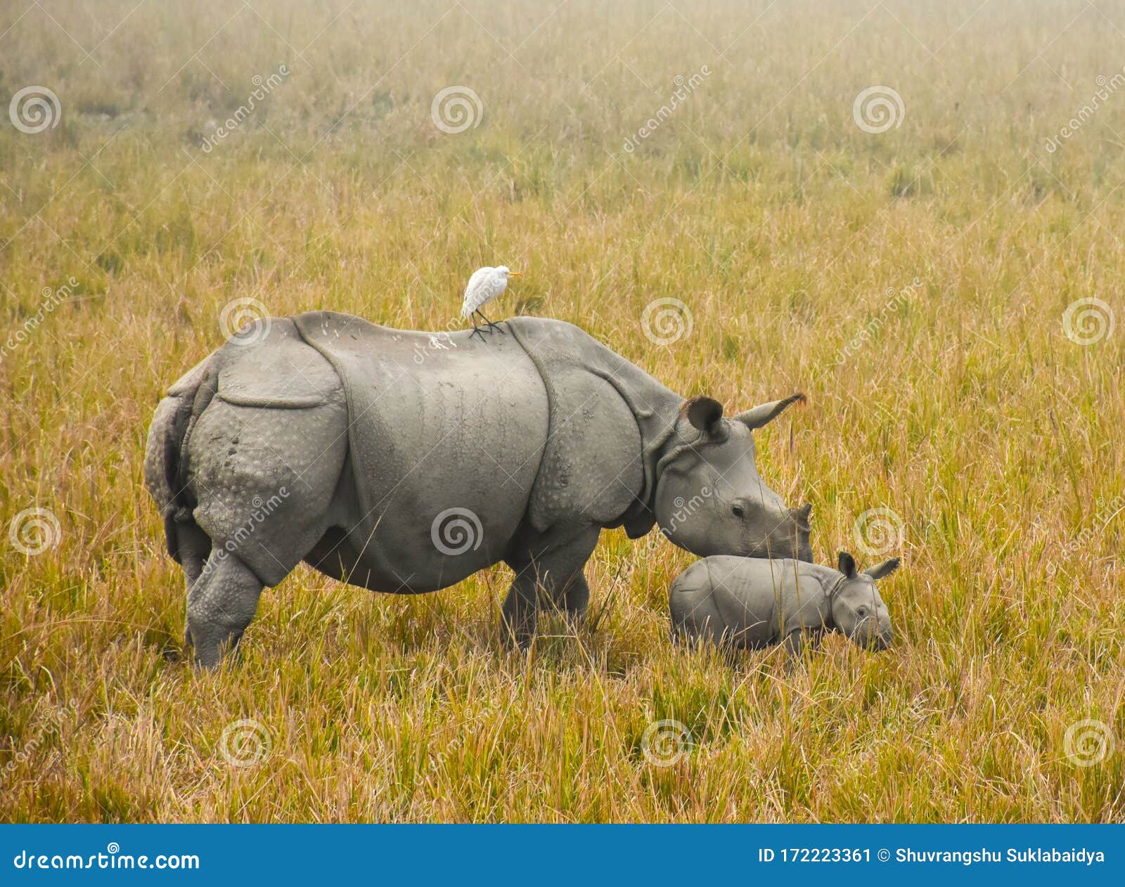 1,141 Kaziranga National Park Stock Photos - Free & Royalty-Free Stock Photos from Dreamstime 1,141 Kaziranga National Park Stock Photos - Free & Royalty-Free Stock Photos from Dreamstime