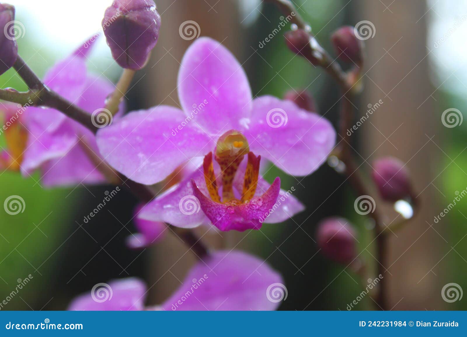 Orchid Orchidee Phalaenopsis equestris 19 Pr cute species 