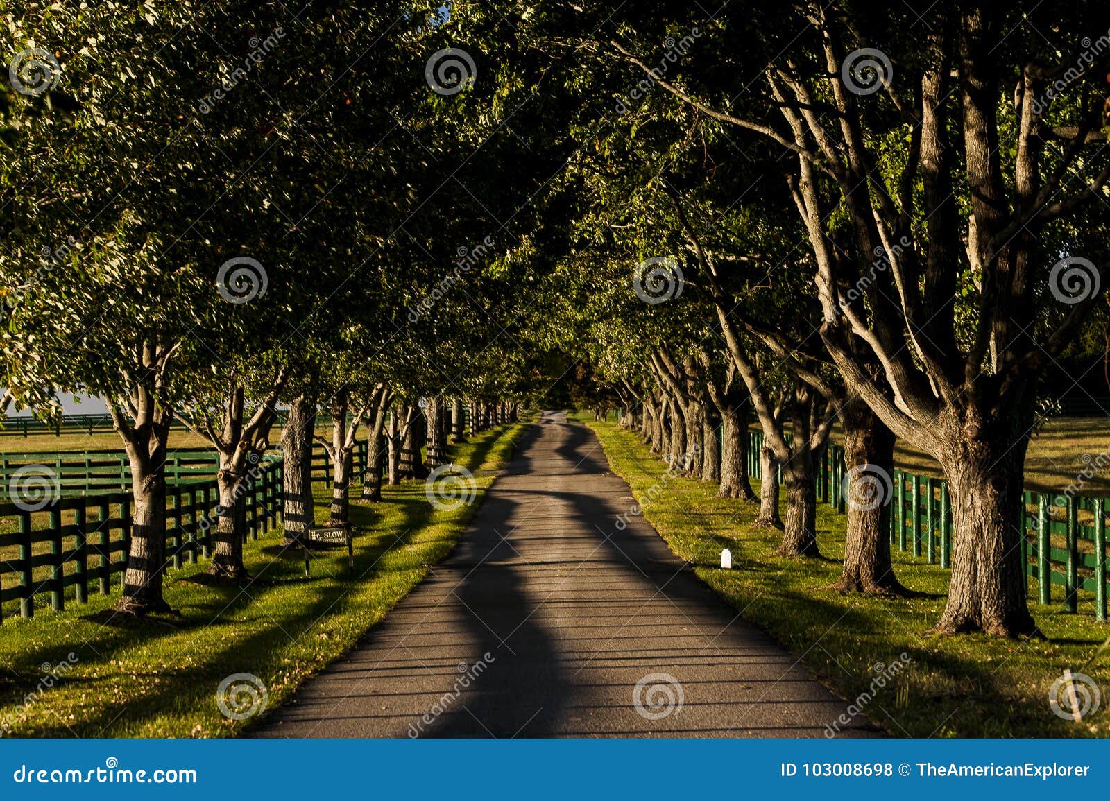 one-lane, tree-lined road with black fences - bluegrass region of kentucky