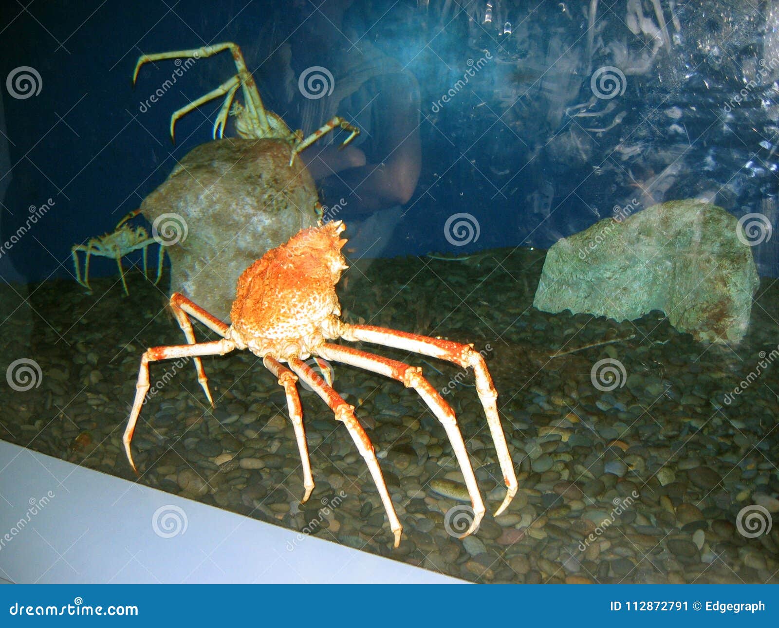 Japanese Spider Crabs Aquarium Of The Pacific Long Beach California Usa Stock Image Image Of Habitat Aquarium Japanese Spider Crabs Aquarium Of The Pacific Long Beach California Usa Stock Image Image Of Habitat Aquarium