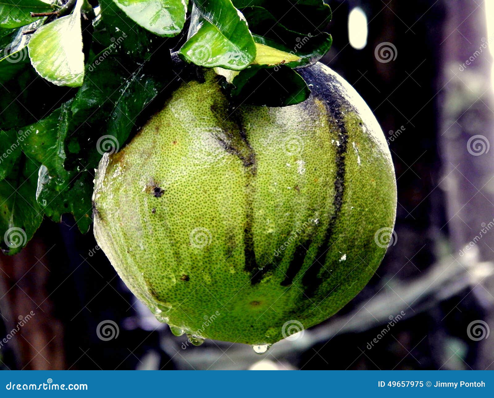 One large Pomelo fruits stock image. Image of freshness 49657975