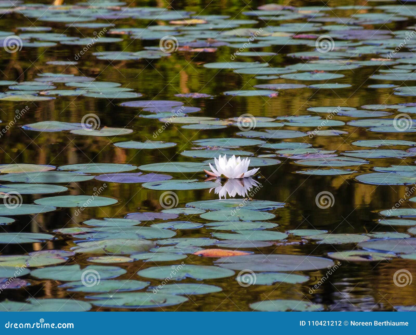 one lonesome lily in a pond with lily pads