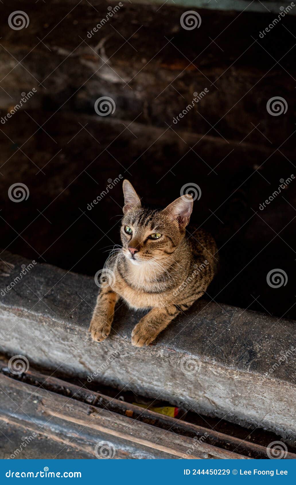 one lovely cute cat sitting and looking