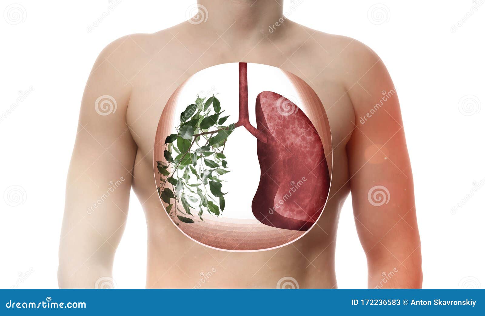 one lung consists of green leaves as metaphor healthy respiratory system