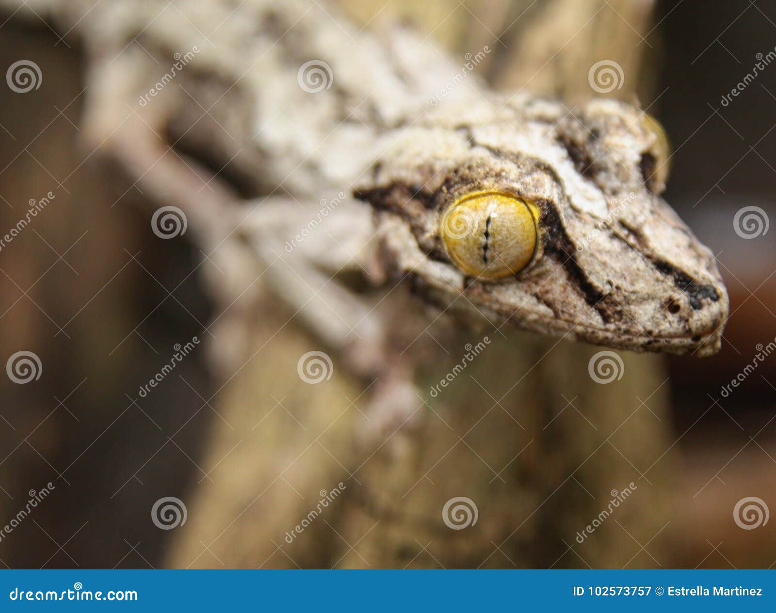 chameleon yellow eye