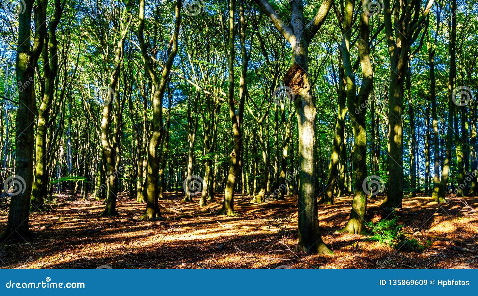 beautiful forests of the veluwe region in the netherlands