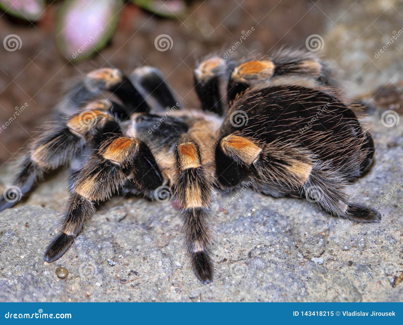 Mexican Redknee Tarantula, Brachypelma Smithi, is a Large Hairy Spider ...