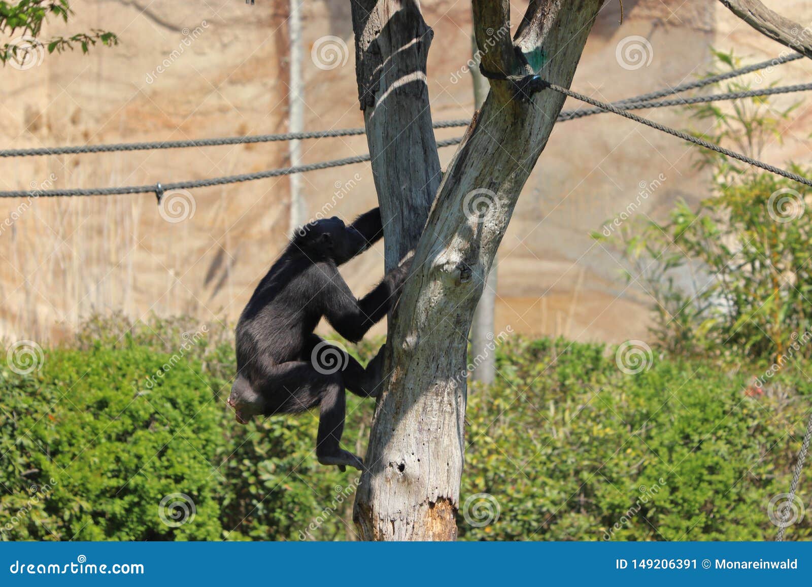 One Monkey Climbing on Branches Outside in Zoo in Leipzig in Germany. Editorial Photo Image of