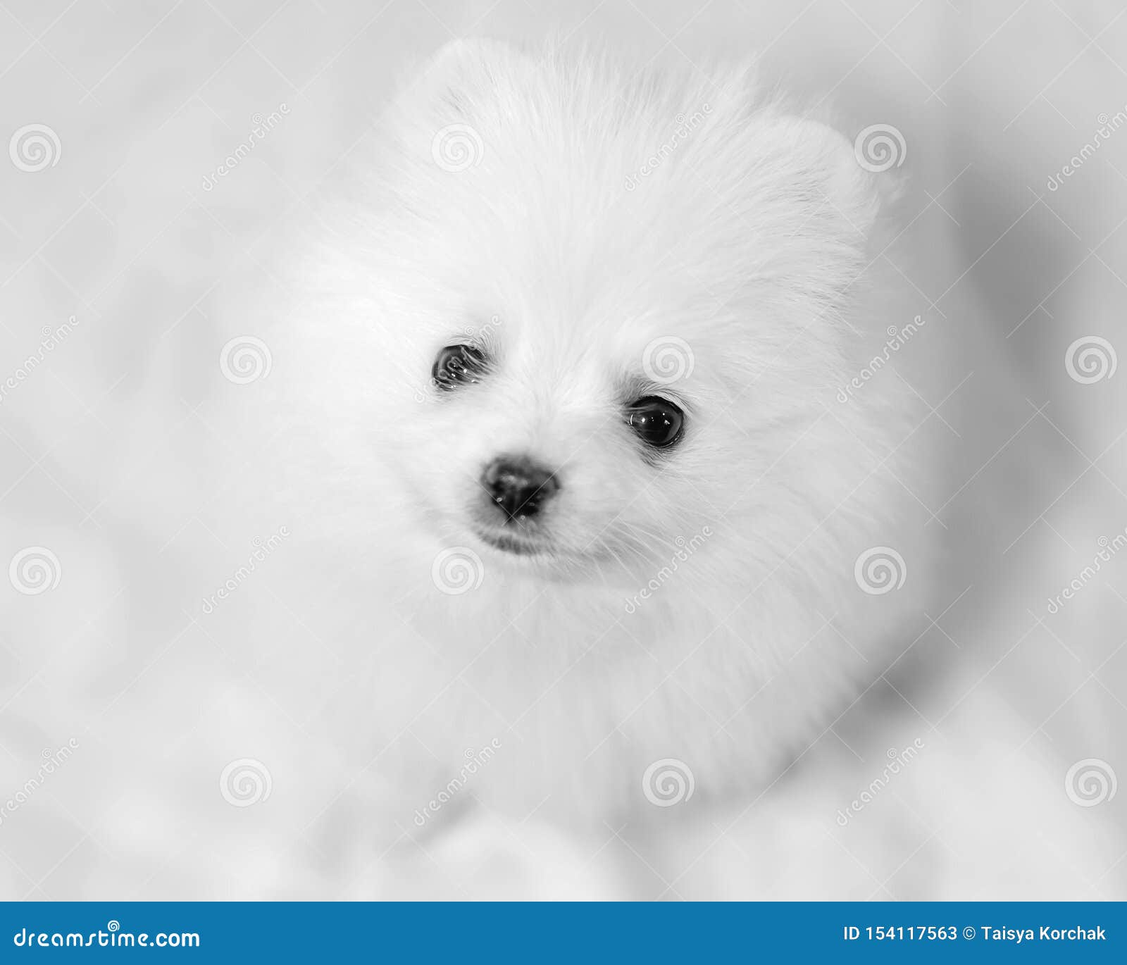 One Month Old Puppy Pomeranian Spitz Stock Image Image Of Dogs Health
