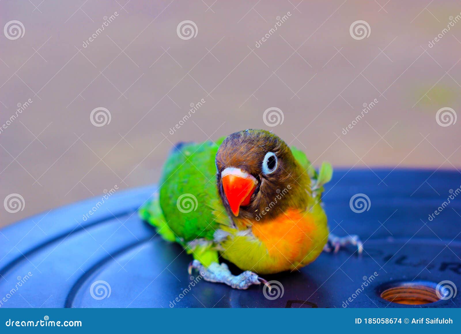 a one-month-old young love bird that has not been able to fly, is breed by small breeders, the baby birds are immediately separated from the mother after hatching, so that the mother can mate immediately