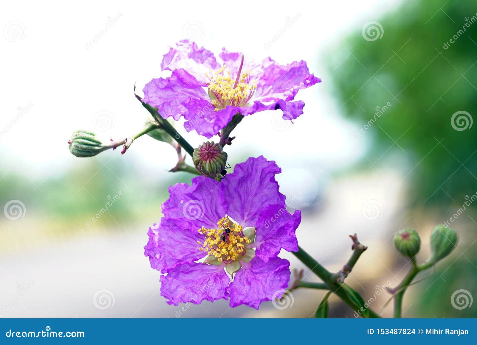 A Close-up of the Pride of India Flower. Stock Photo - Image of close ...