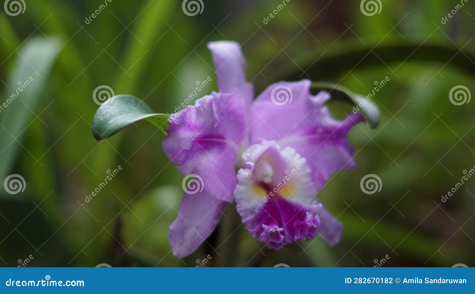One of the Most Beautiful Orchid Catalya and Most Planted in the Garden  with the Fresh Pink Color. Stock Photo - Image of fresh, plant: 282670182