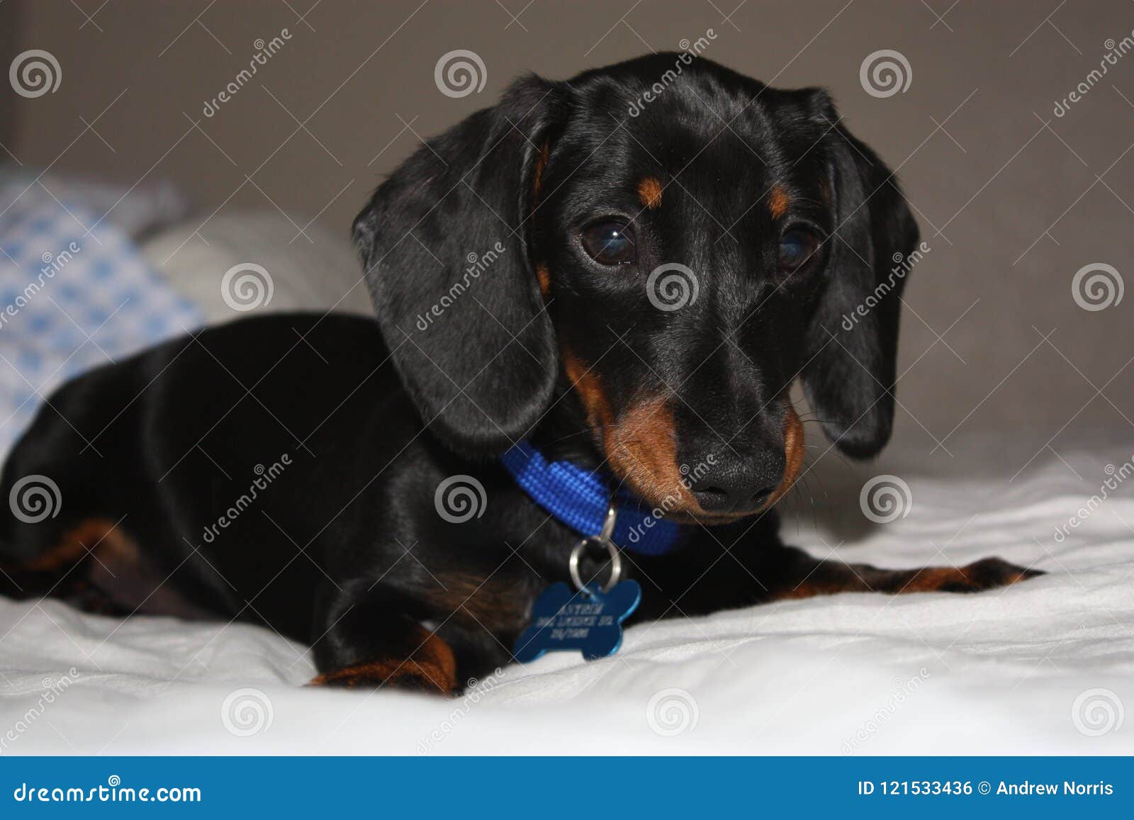 77+ Dachshund Miniature Puppies