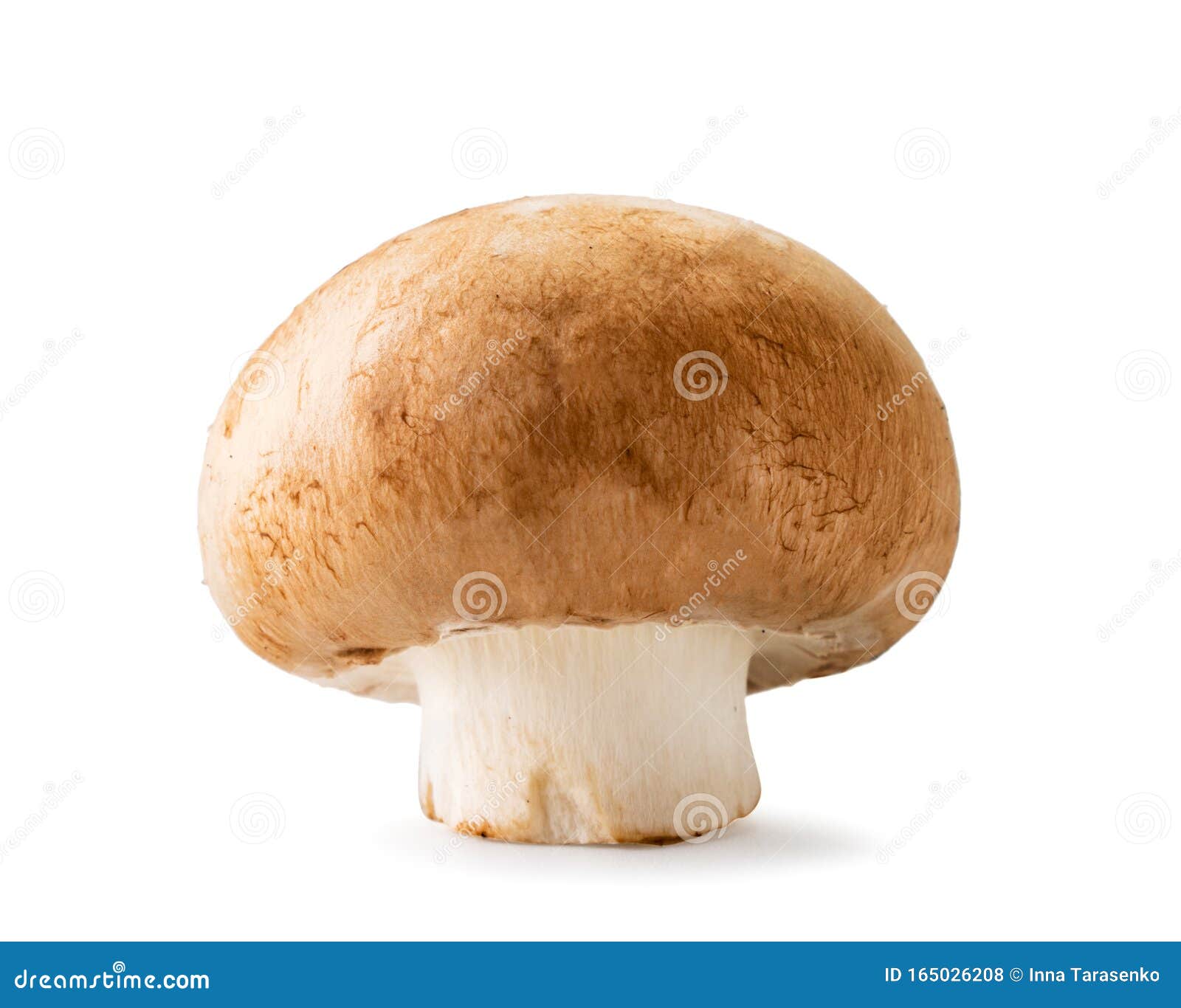 One Mushroom Champignon Closeup On A White Isolated Stock Photo Image Of Brown Mushrooms One Mushroom Champignon Closeup On A White Isolated Stock Photo Image Of Brown Mushrooms