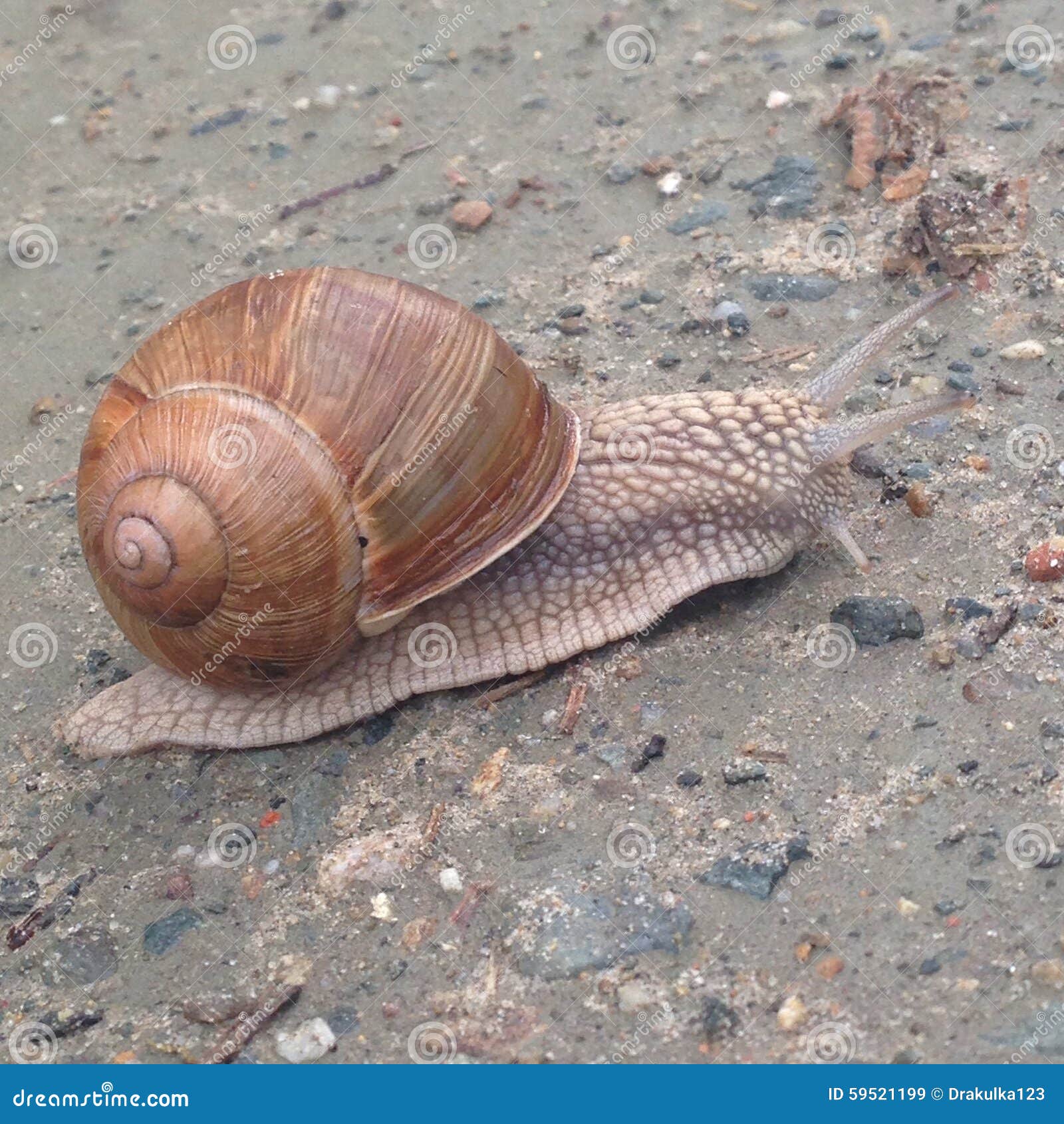 One nice snail editorial stock image. Image of nice, snail 59521199