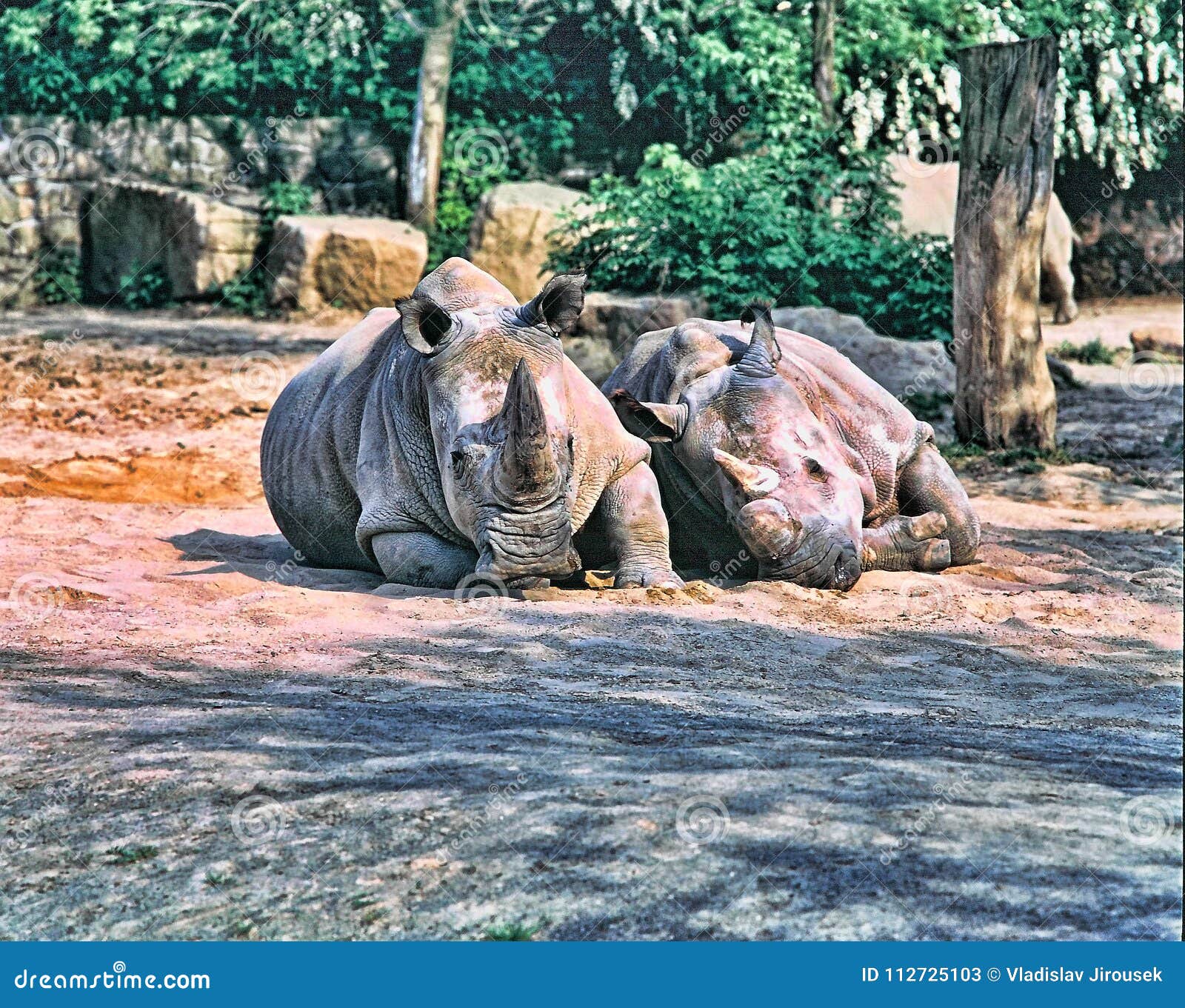 northern white rhinoceros extinct northern white rhinoceros extinct