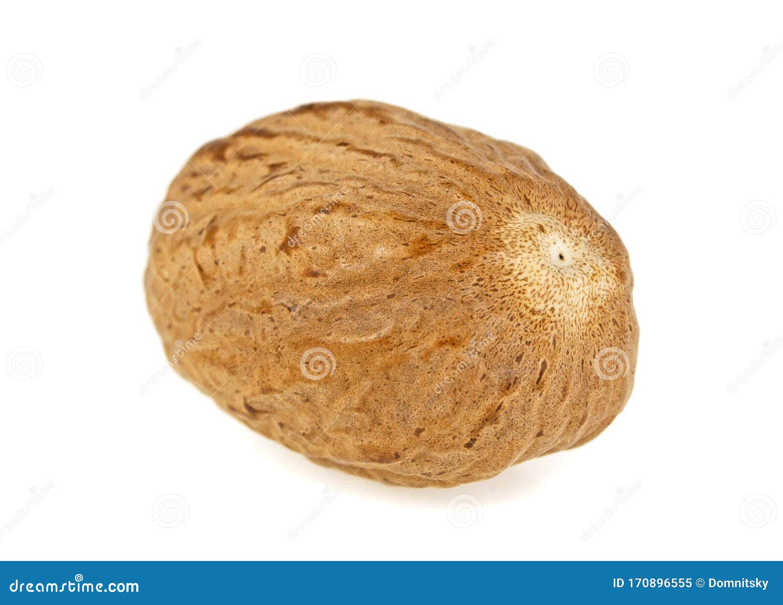 one nutmeg  on a white background