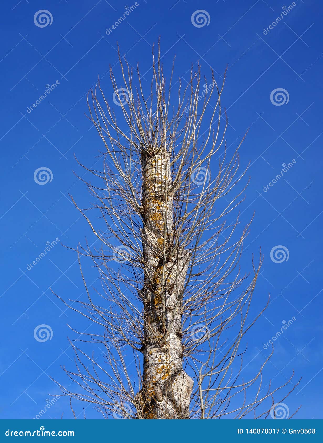 One Old Poplar Tree after Total Pruning Has Produced a New Young