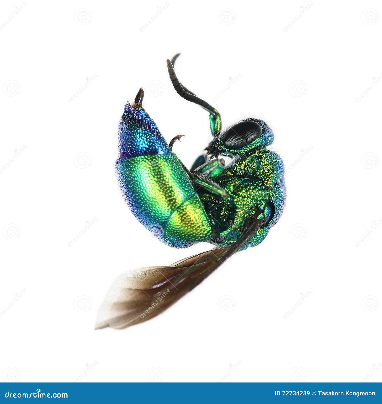 One Oriental Fruit Fly Isolated on White Stock Image Image of house, animal 72734239