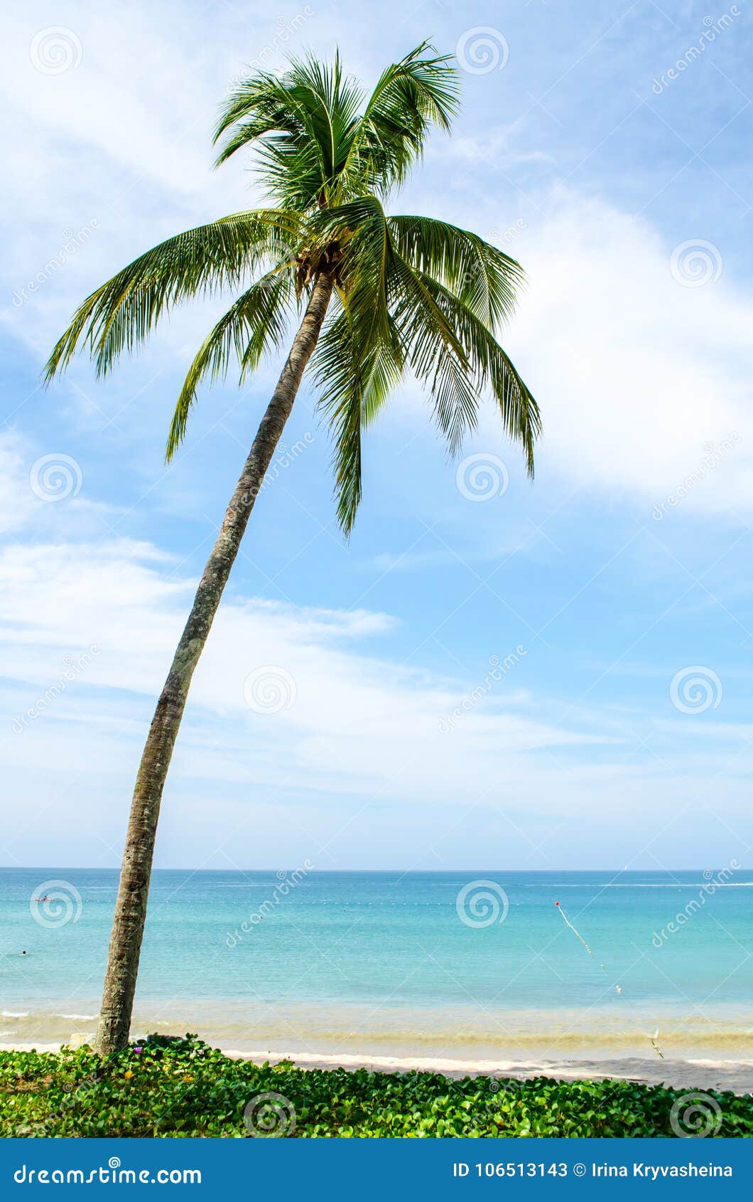 One palm tree on the shore stock image. Image of blue 106513143