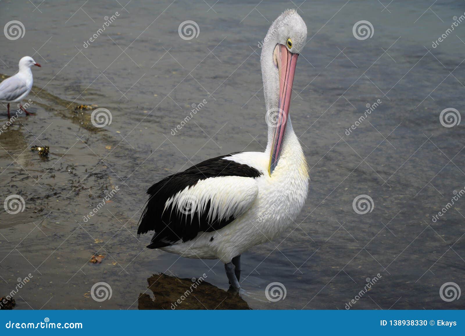 one pelican standing in water