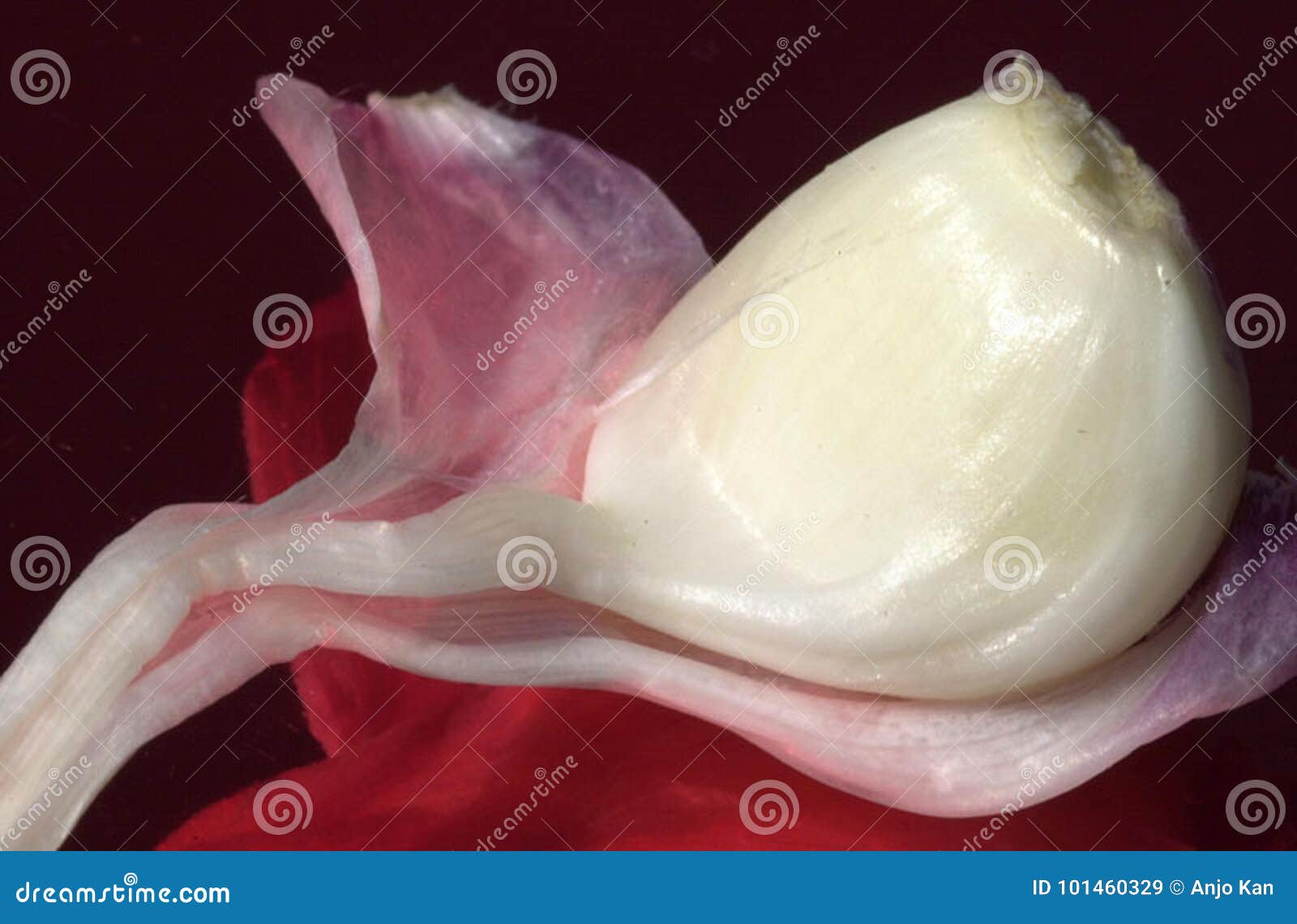 One piece of garlic stock image. Image of bulb, vitamin 101460329