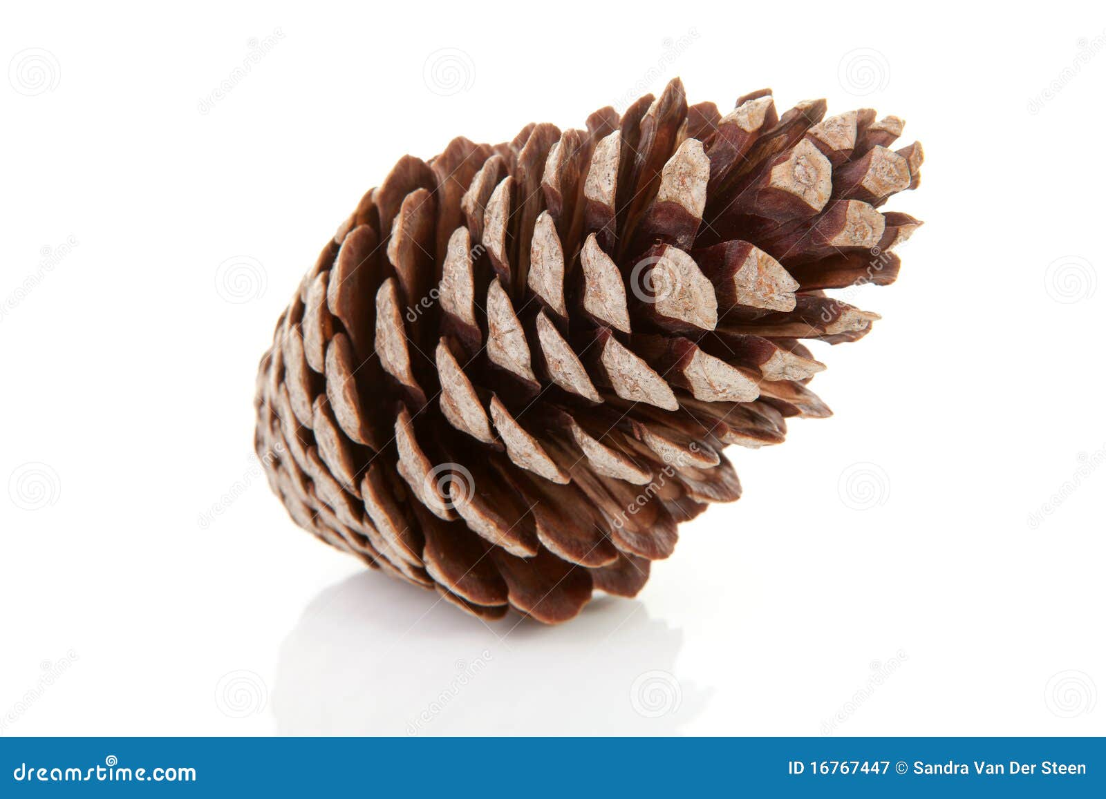 One pine cone stock image. Image of wood, decoration - 16767447