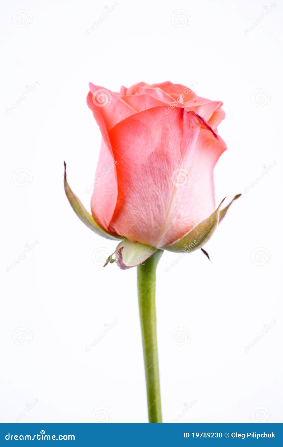 One pink rose stock photo. Image of detail, macro, gardening 19789230