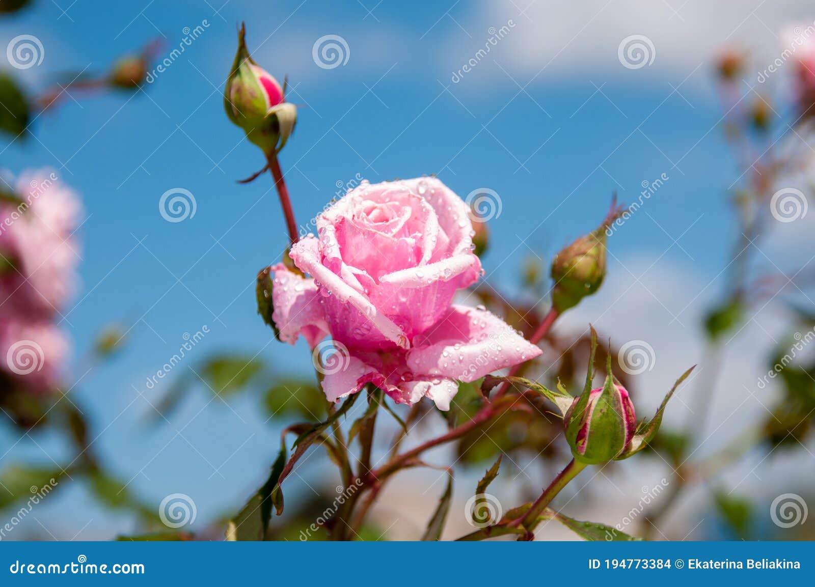 One Pink Rose Against a Blue Sky New Dawn Stock Photo - Image of ...