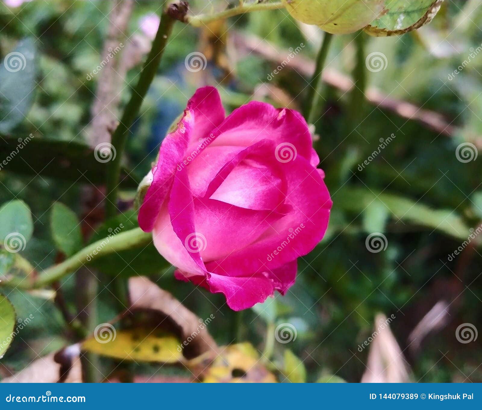 One Pink Rose stock image. Image of rose, pink, beautiful 144079389