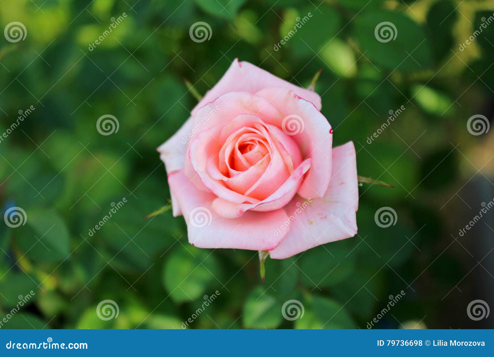 One pink rose stock photo. Image of pink, blossom, beauty 79736698