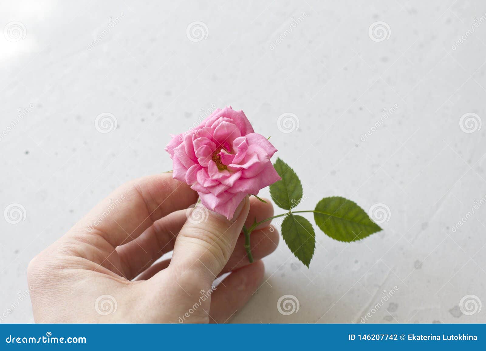 1,251 Pink Glitter Roses Stock Photos - Free & Royalty-Free Stock Photos  from Dreamstime