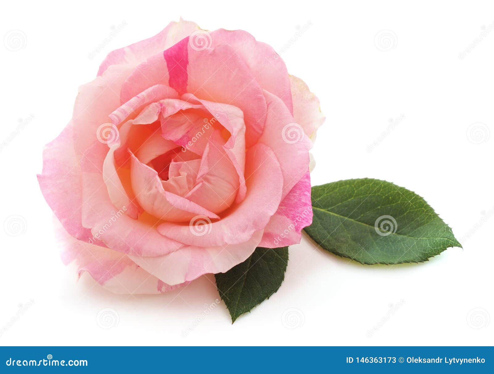 One pink rose stock image. Image of valentines, beauty 146363173